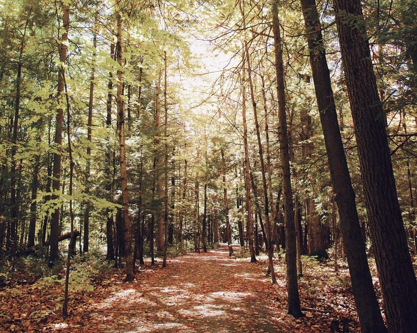 CHIENS INTERDITS [Lanaudière, Joliette] Réserve naturelle Marie-France-Pelletier