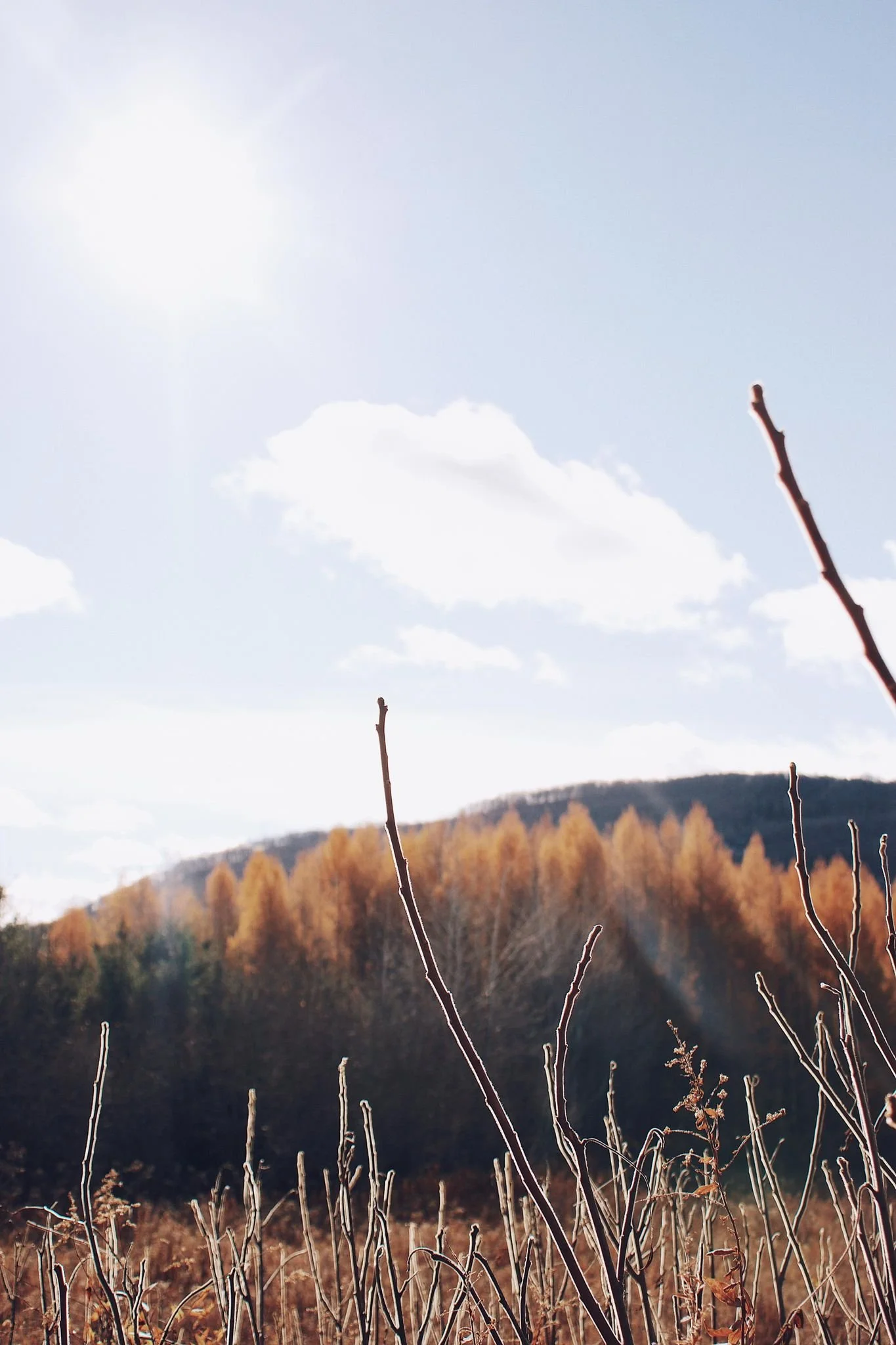 CHIENS INTERDITS [Laurentides, Piedmont] Réseaux de sentiers Piedmont/Saint-Sauveur