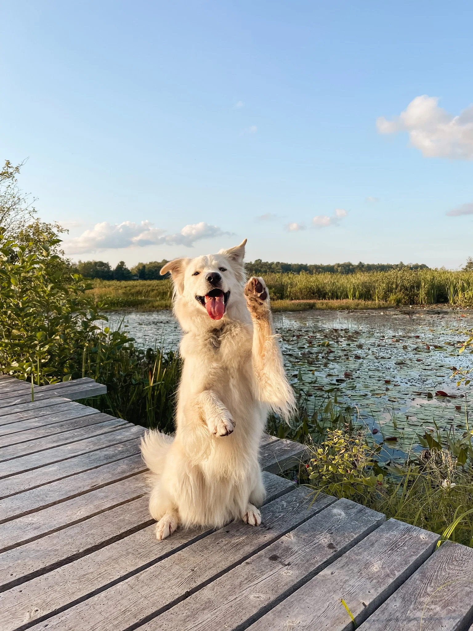 [Estrie, Sainte-Catherine-de-Hatley] Ile du marais de Katevale
