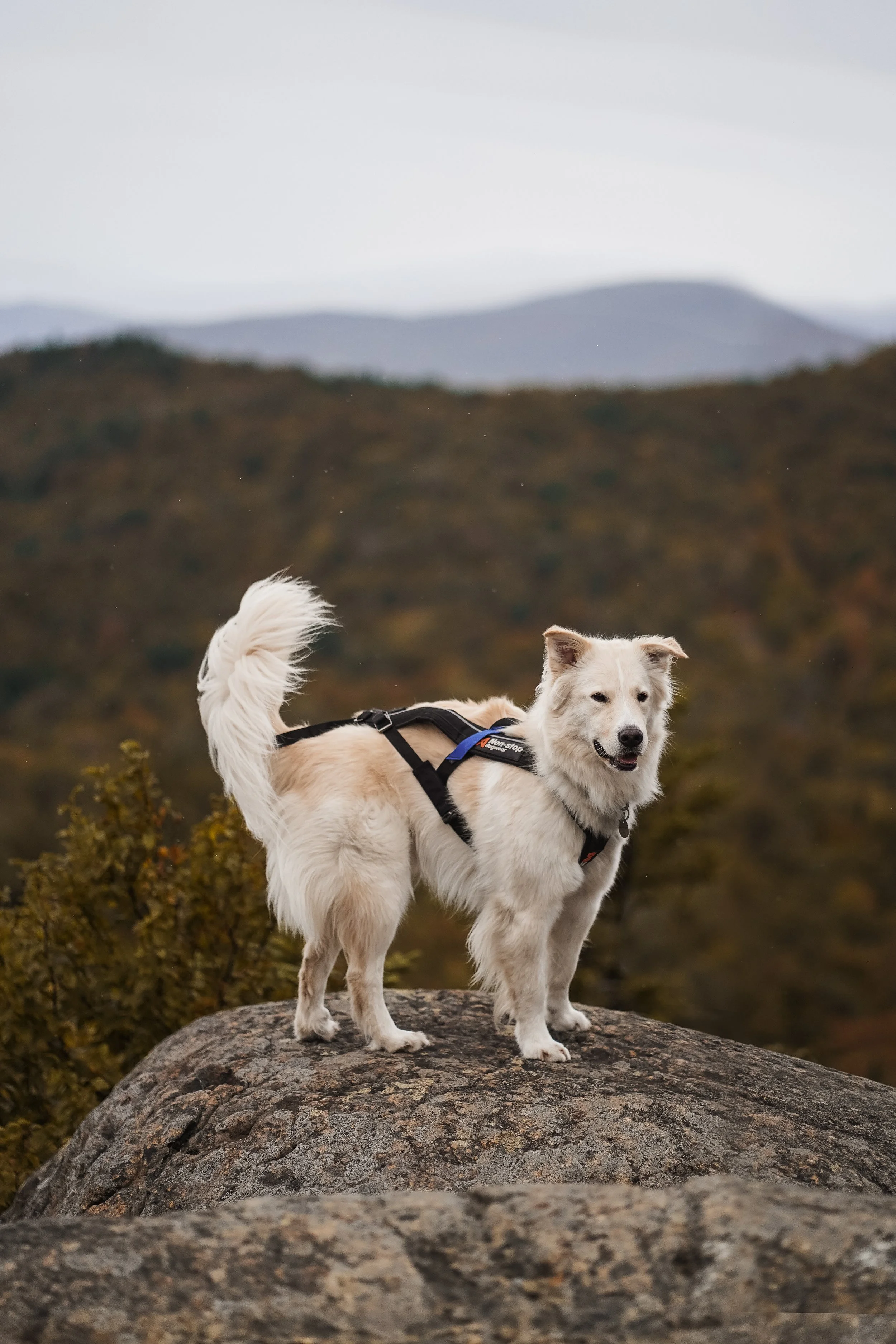 [Estrie, Orford] Mont Giroux