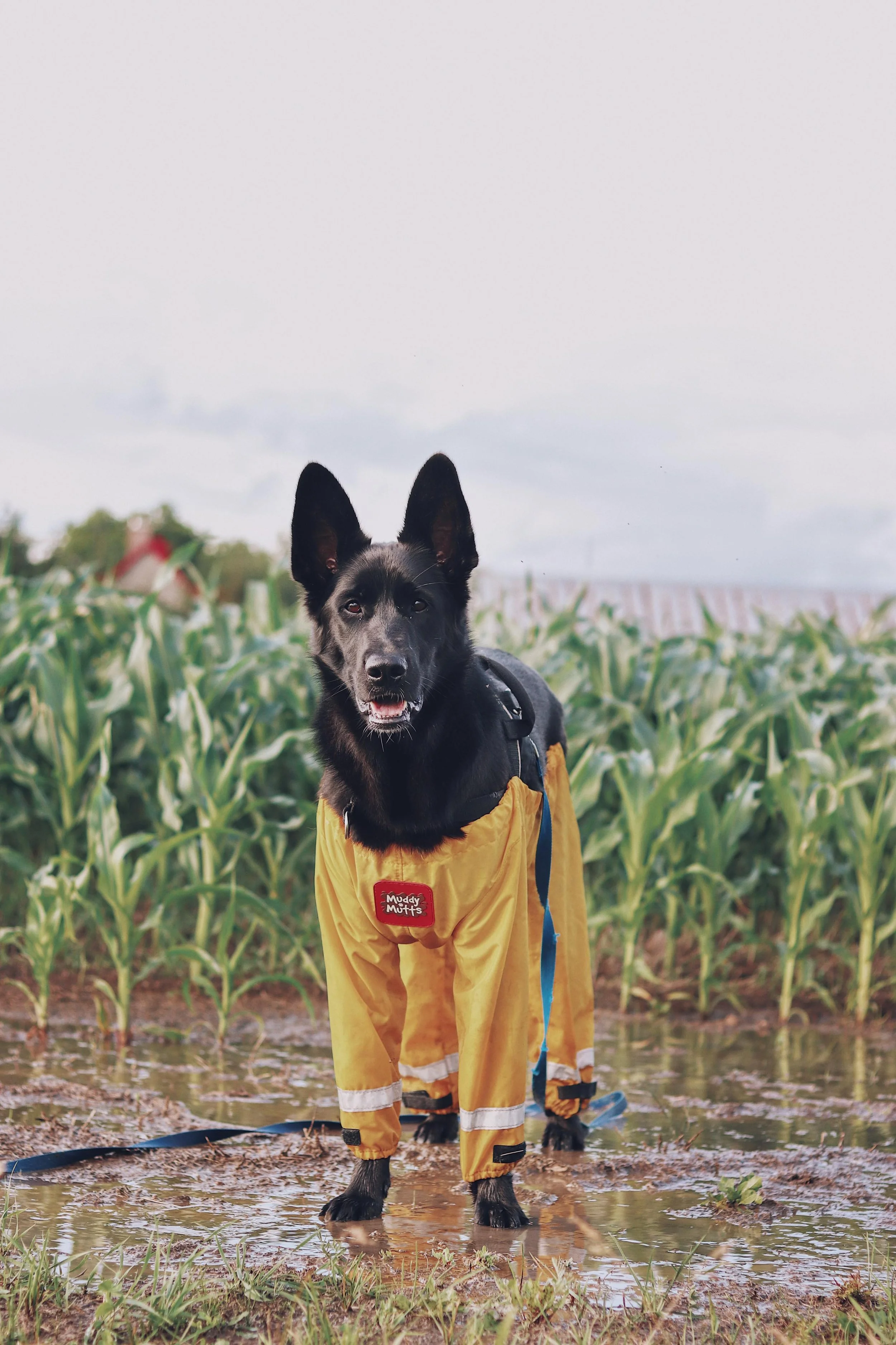 Pantalon de pluie Muddy Mutts