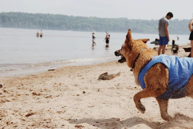 Veste rafraîchissante GFPet