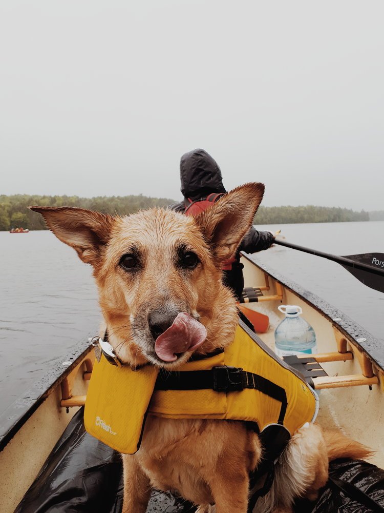 Veste de sauvetage GF Pet