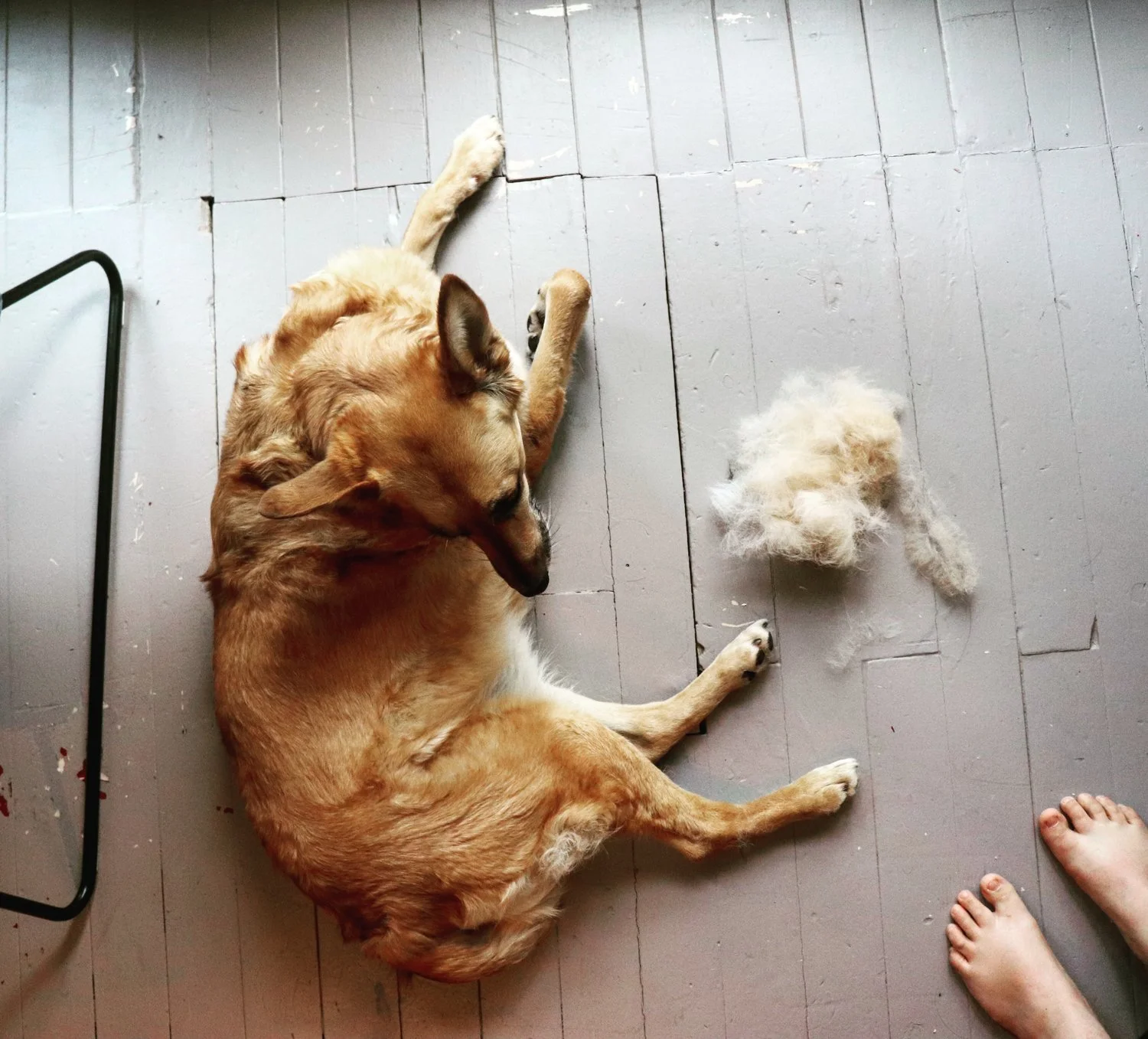 Les brosses pour chien