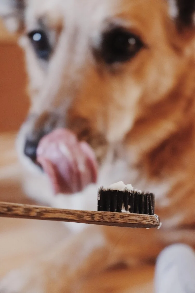 Pâte à dent pour chiens aux bananes 