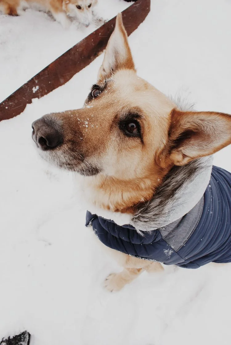 Manteau d’hiver à capuche GF Pet