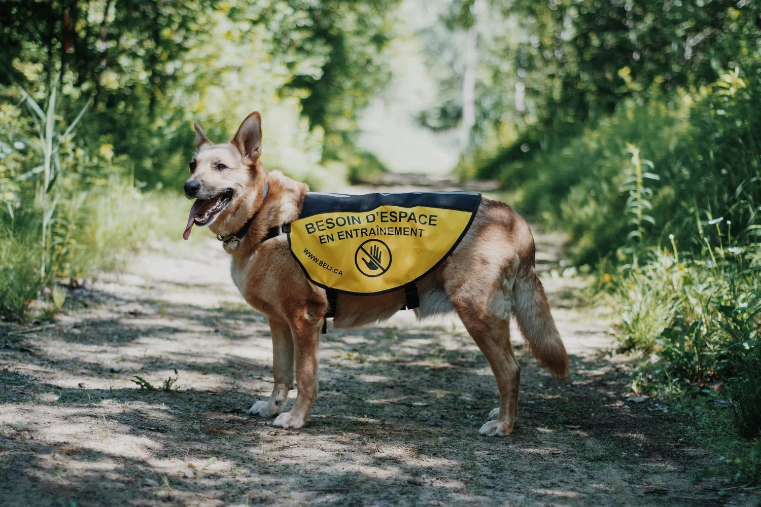 Le dossard d'entraînement Beli
