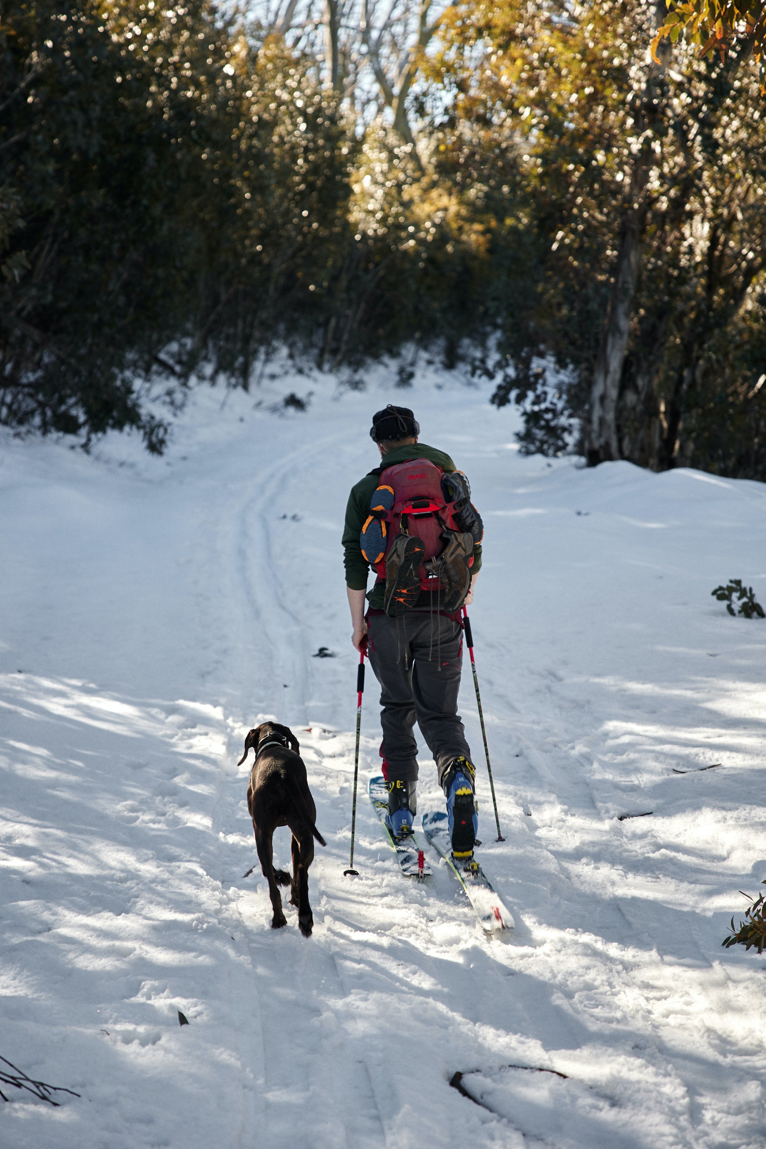 chien-ski-touring-québec (4).jpg
