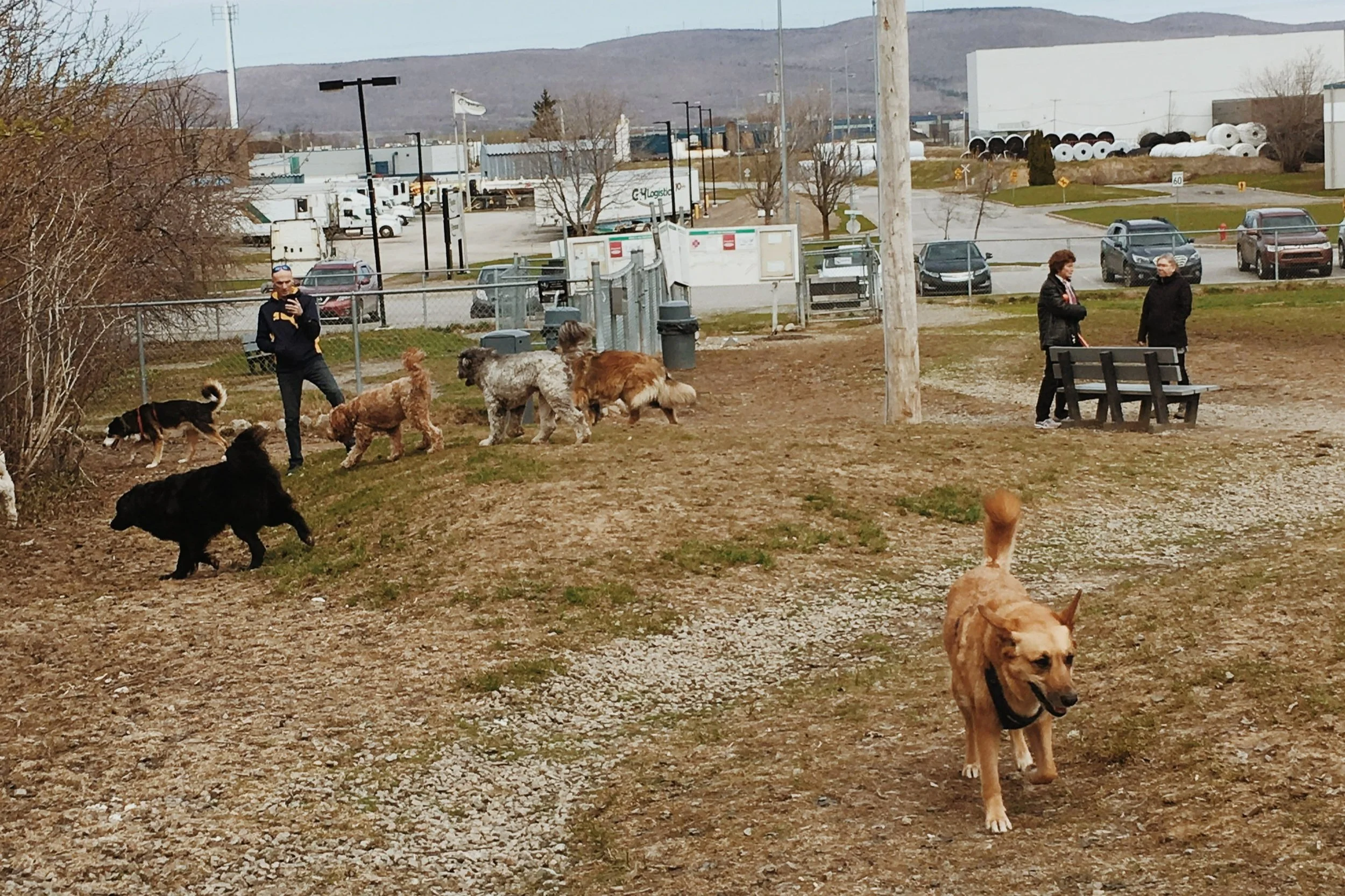 [Qc, Saint-Augustin-de-Desmaures]  Parc canin Saint-Augustin-de-Desmaures 