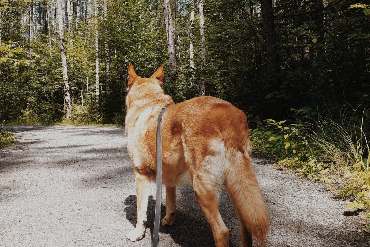 [Laurentides. Saint-Sauveur] Parc John H. Molson