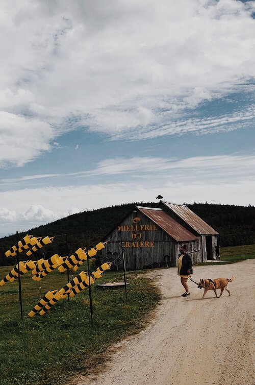 quebec_chien_onvasepromener_sentier_activite_charlevoix_portneuf (8).jpg