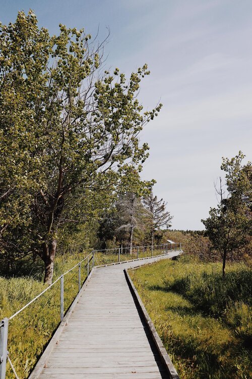 gaspesie_chien_onvasepromener_activite_sentier_randonnée (26).jpg