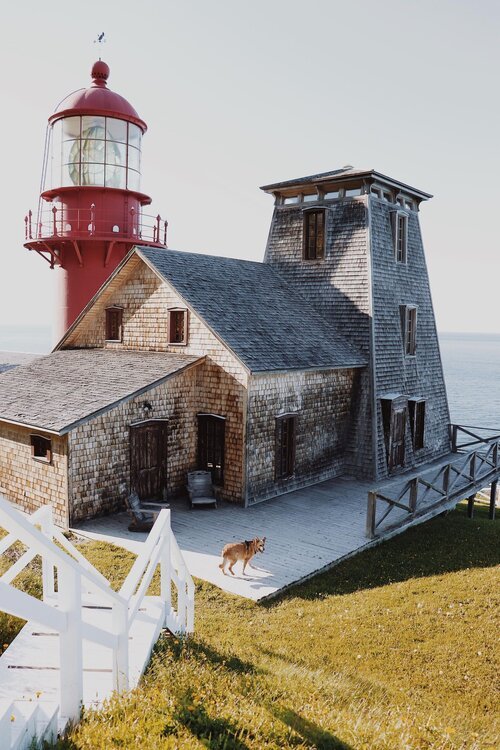 gaspesie_chien_onvasepromener_activite_sentier_randonnée (29).jpg