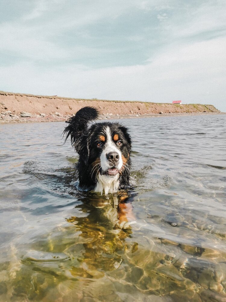 gaspesie_chien_onvasepromener_activite_sentier_randonnée (4).jpg