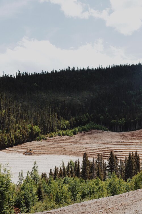 gaspesie_chien_onvasepromener_activite_sentier_randonnée (32).jpg