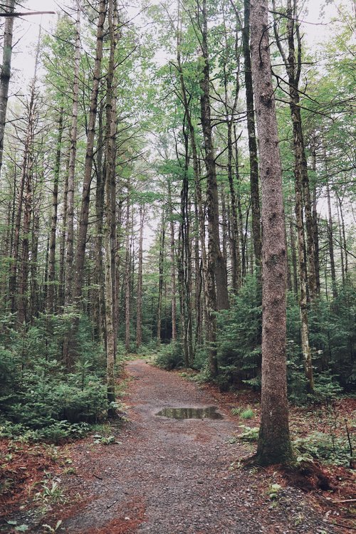 chaudière-appalaches_chien_onvasepromener_sentier_randonnée (11).jpg