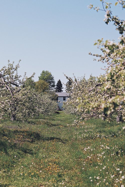 monteregie_chien_onvasepromener_sentier_activité_randonnée (1).jpg