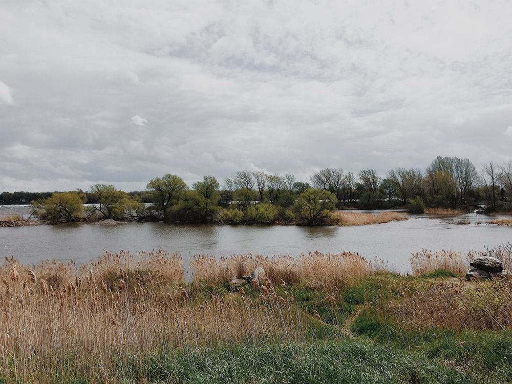 montreal_chien_onvasepromener_sentier_activité (3).jpg