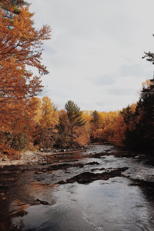 mauricie_chien_onvasepromener_sentier_randonnée_activités (10).jpg