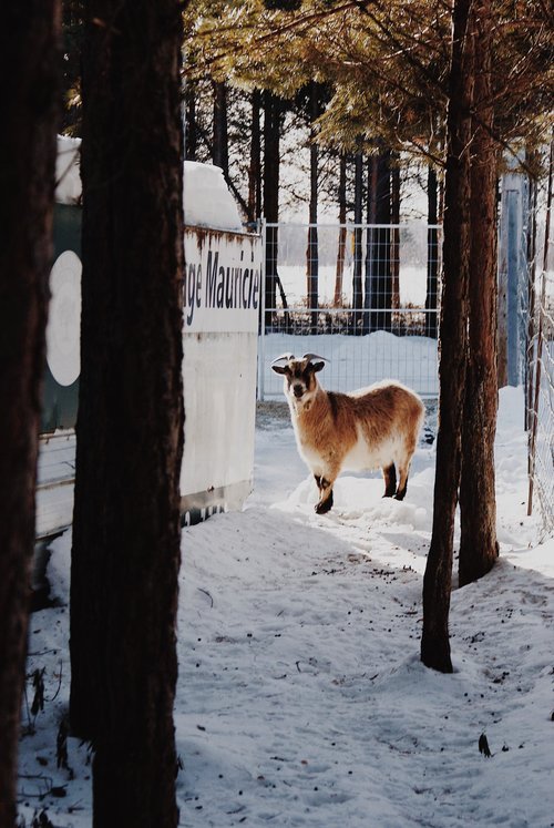 mauricie_chien_onvasepromener_sentier_randonnée_activités (20).jpg