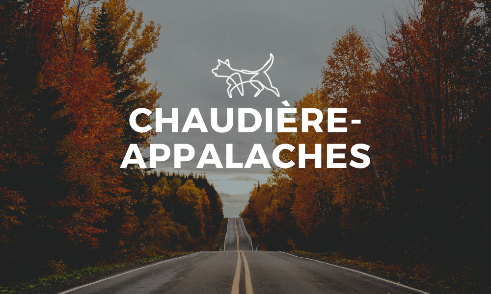  Onvasepromener.ca, votre répertoire de sorties avec son chien au Québec. Pour un séjour avec chien – trouver toutes les activités, randonnées, plages, hébergements à découvrir et explorer avec son chien ! Vacances, voyage et destination avec pitou. 