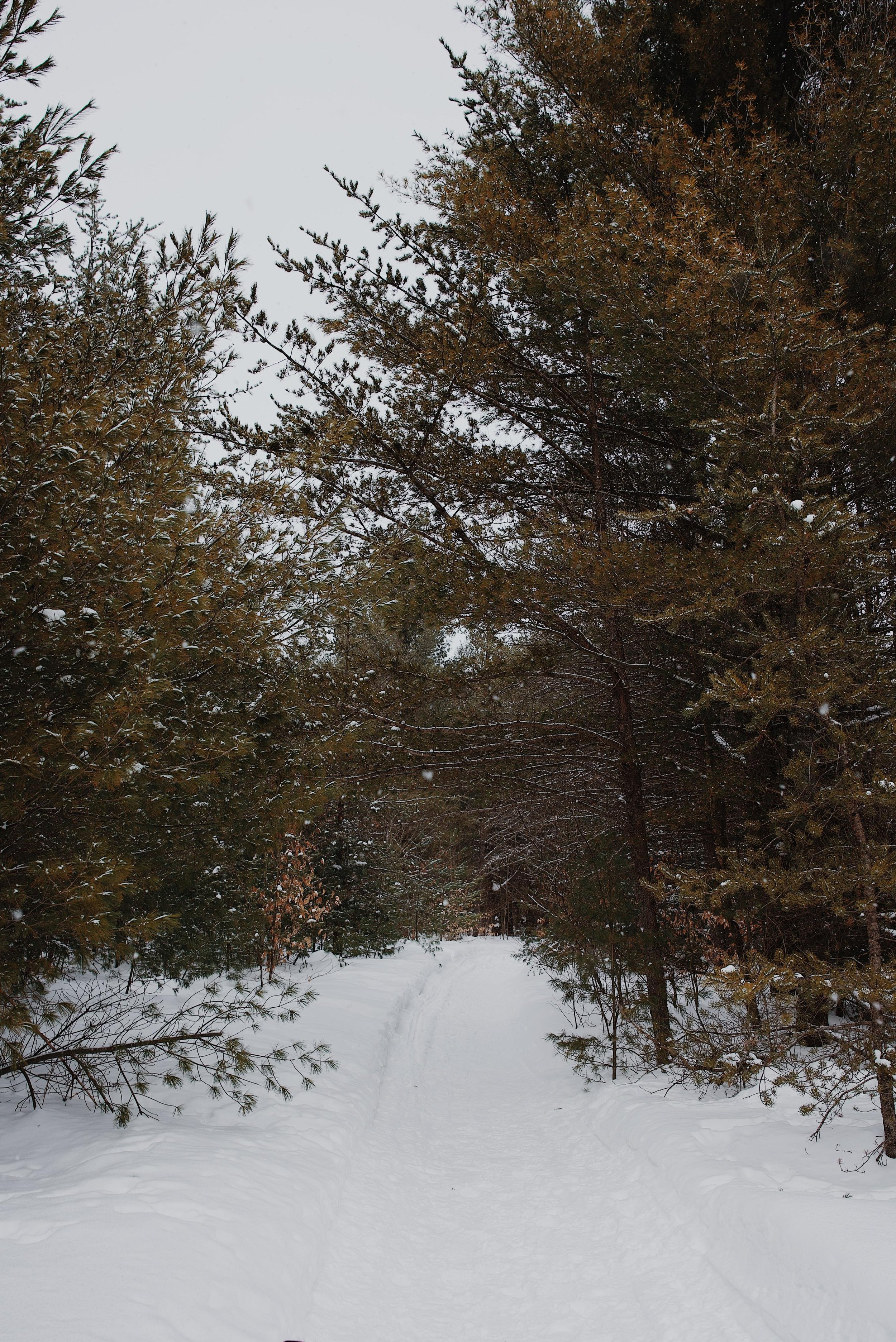 chien_quebec_trois-rivières_sentier_onvasepromener (5).jpg