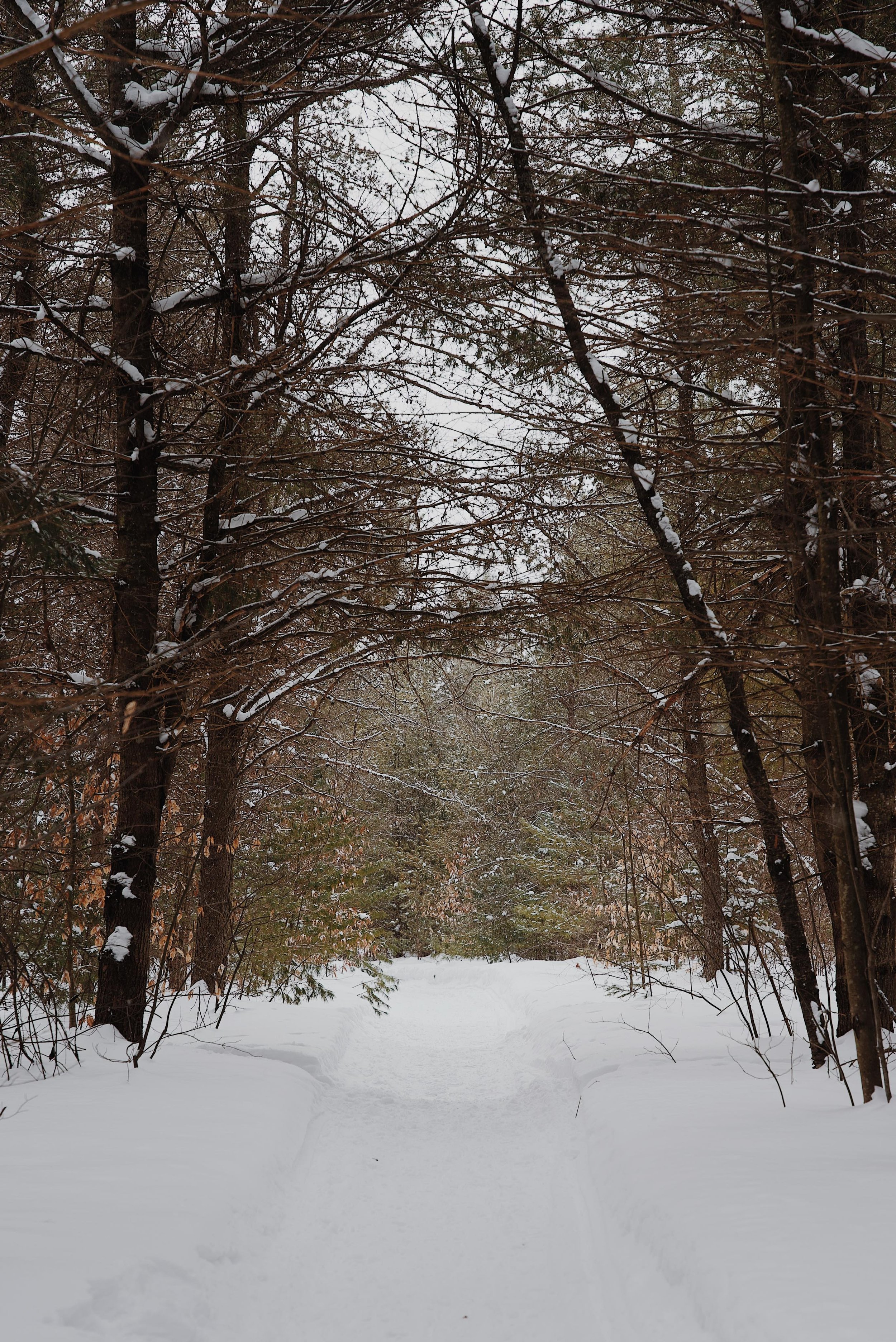 chien_quebec_trois-rivières_sentier_onvasepromener (1).jpg