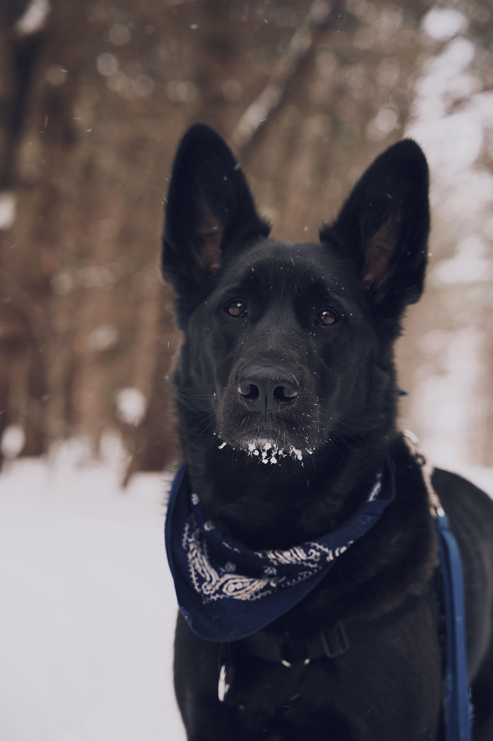 chien_quebec_trois-rivières_sentier_onvasepromener (3).jpg