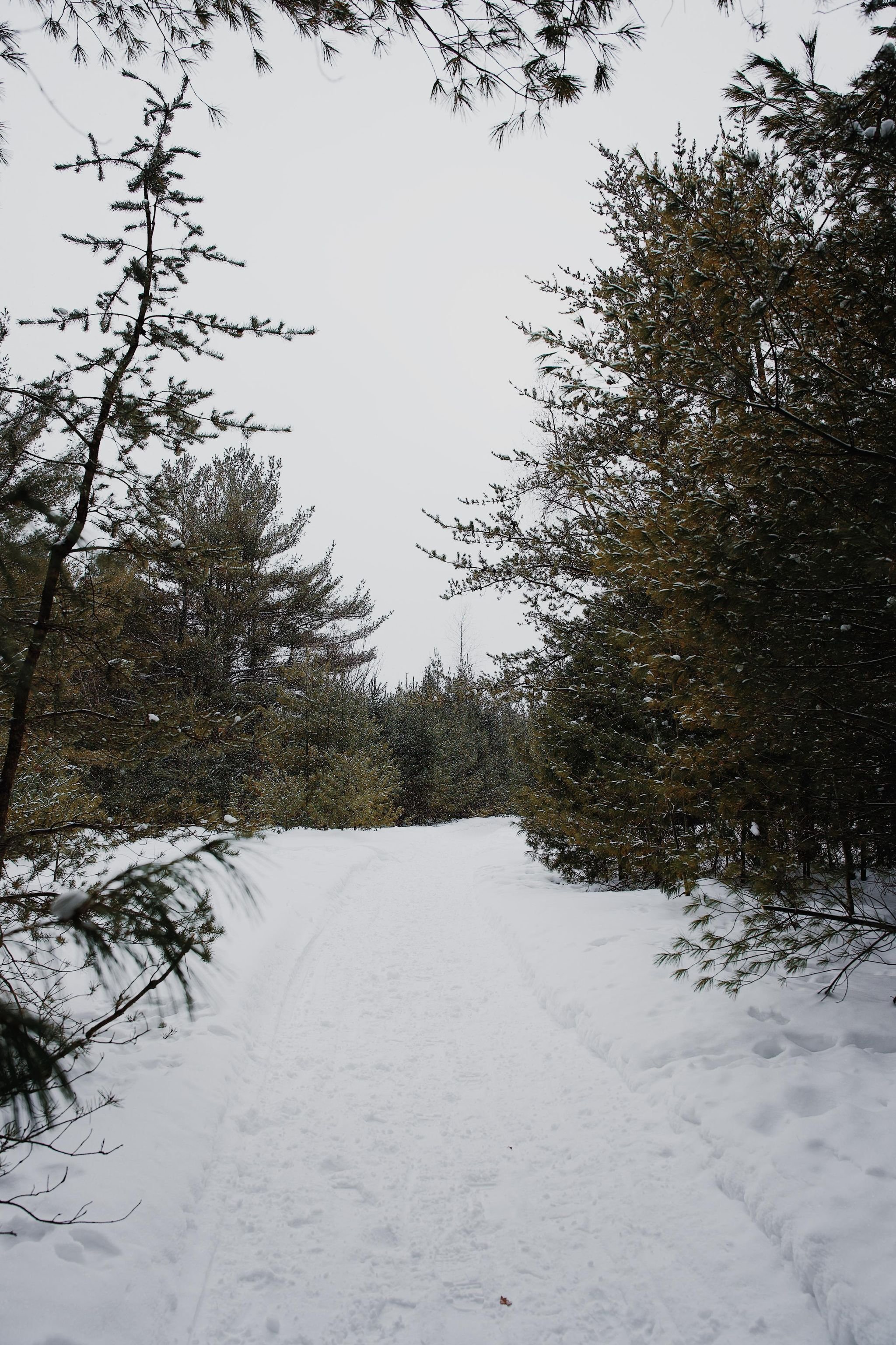 chien_quebec_trois-rivières_sentier_onvasepromener (7).jpg