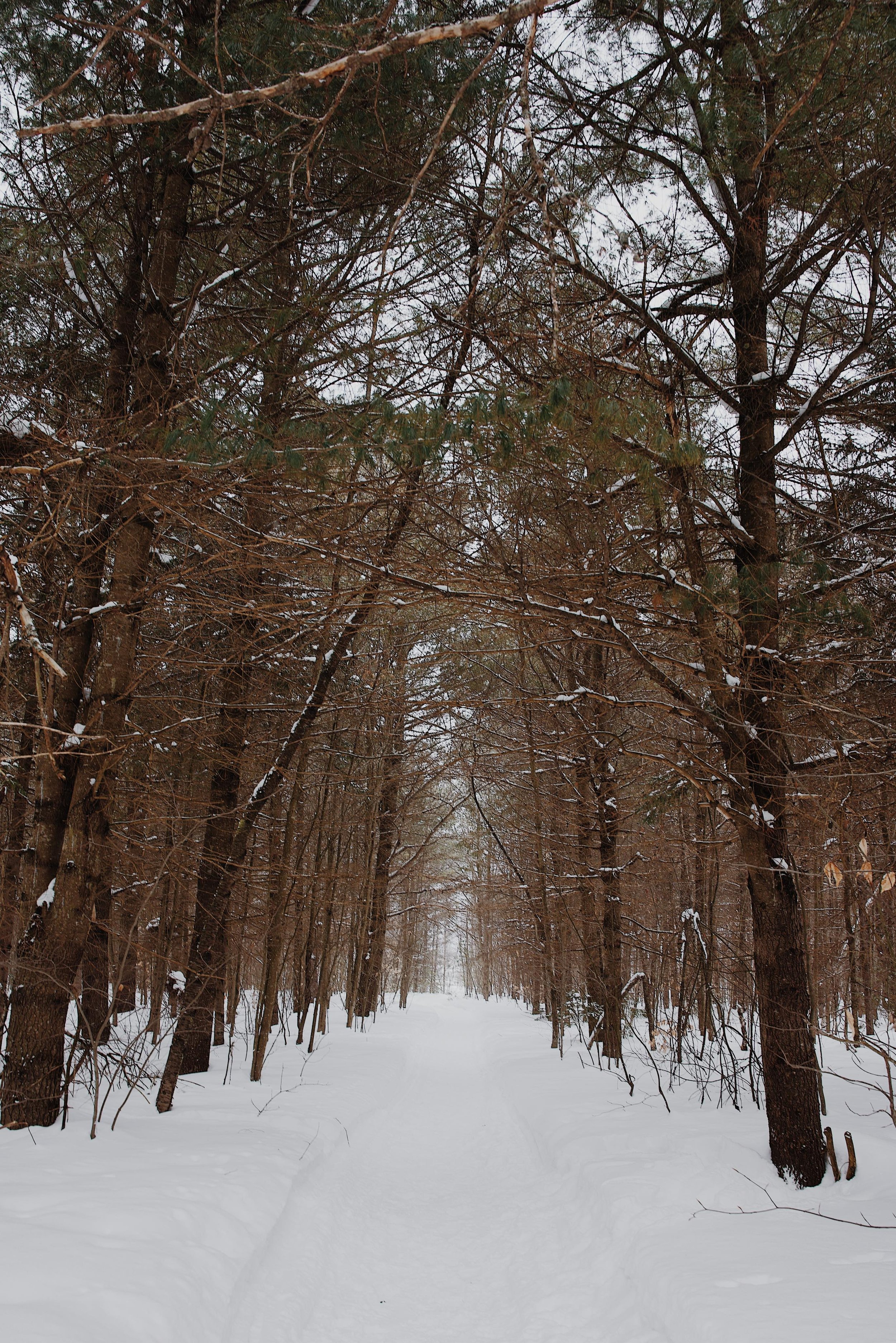 chien_quebec_trois-rivières_sentier_onvasepromener (6).jpg