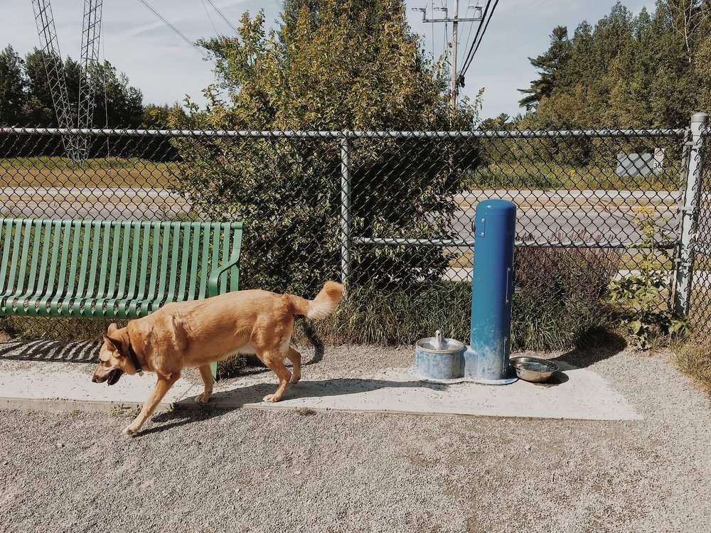 parc canin_quebec_chien_onvasepromener (8).jpg