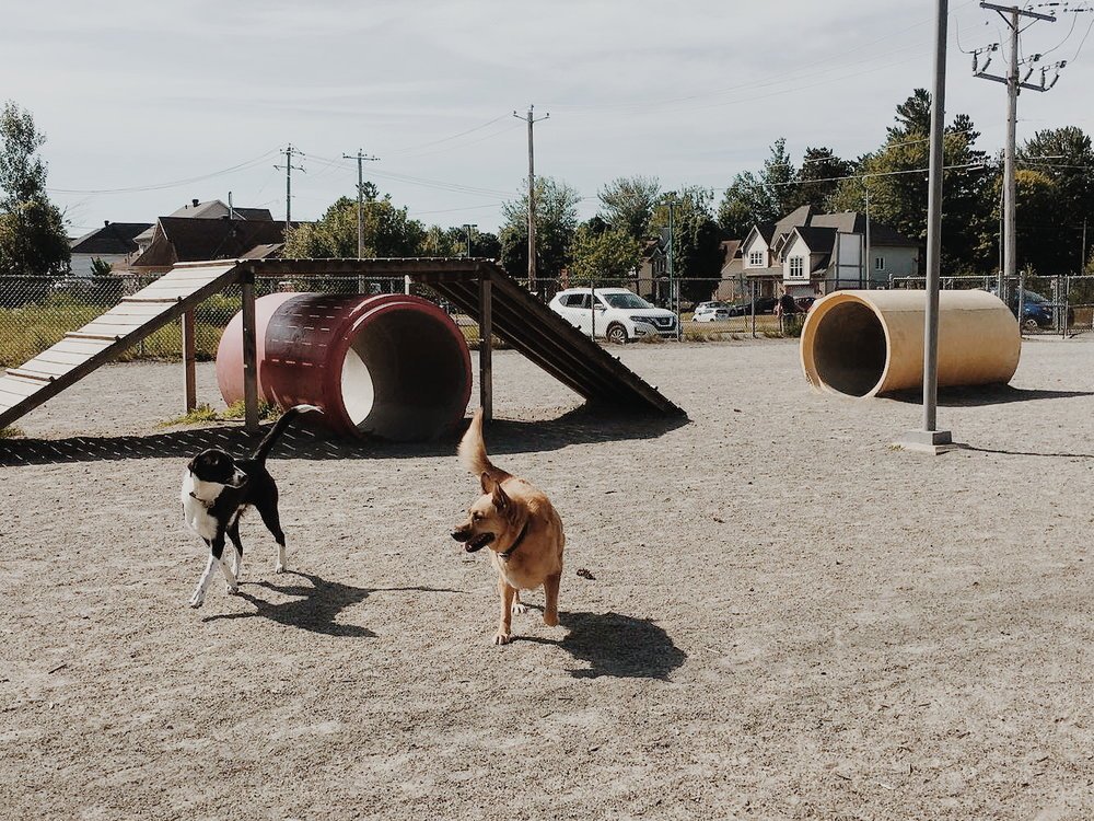 Les parcs canins du Québec — On va se promener?