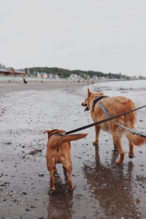 baignade_chien_quebec_onvasepromener (1).jpg