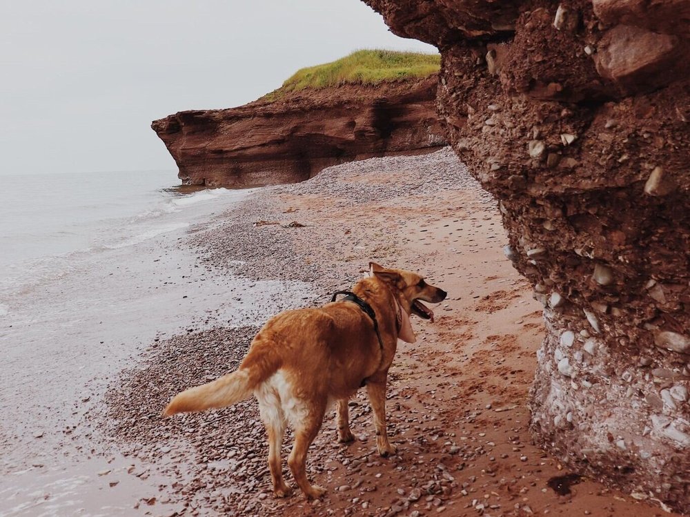 baignade_chien_quebec_onvasepromener (13).jpg