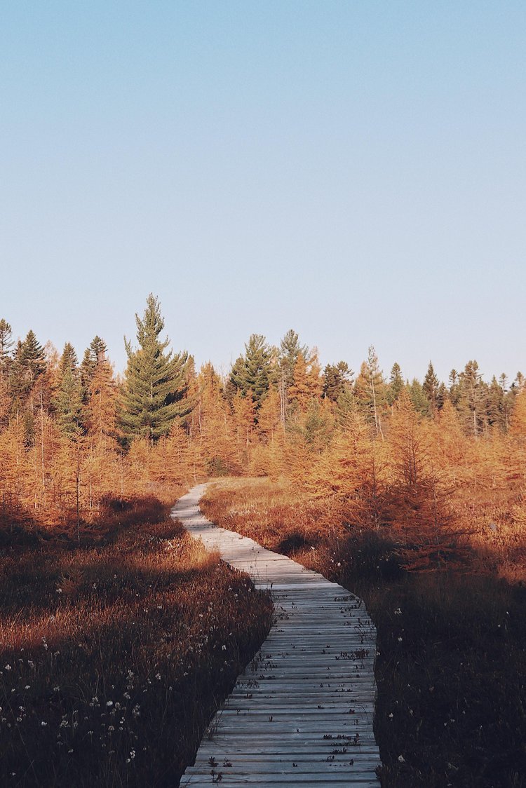 Randonnée avec chien Québec — On va se promener