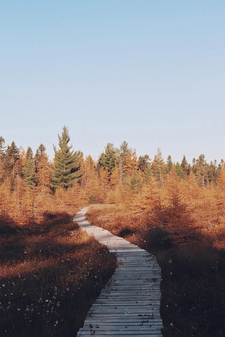 Randonnée avec chien Québec — On va se promener