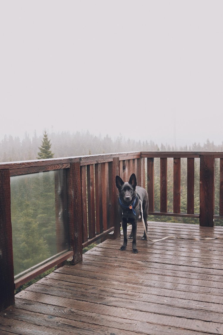 randonnée_chien_sentier_promenade_marcher_québec (3).jpg