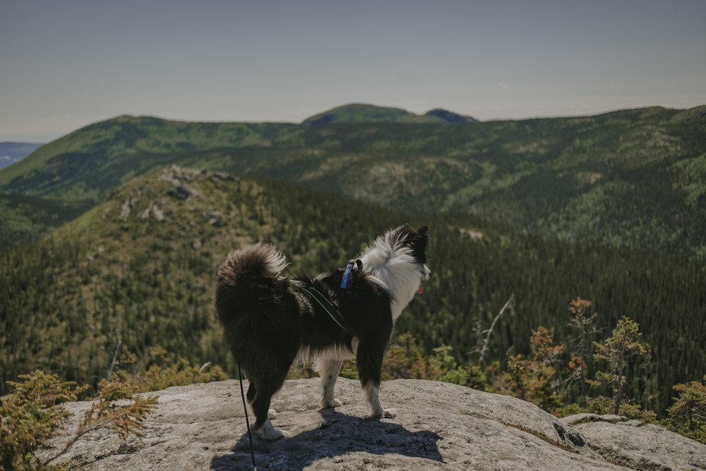 sentier_montagne_randonnée_chien-Québec (1).jpg