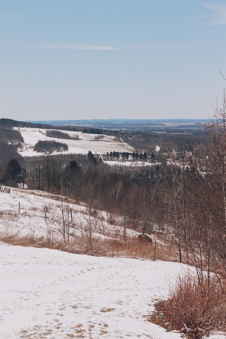 chien_sentier_randonnée_québec (1).jpg