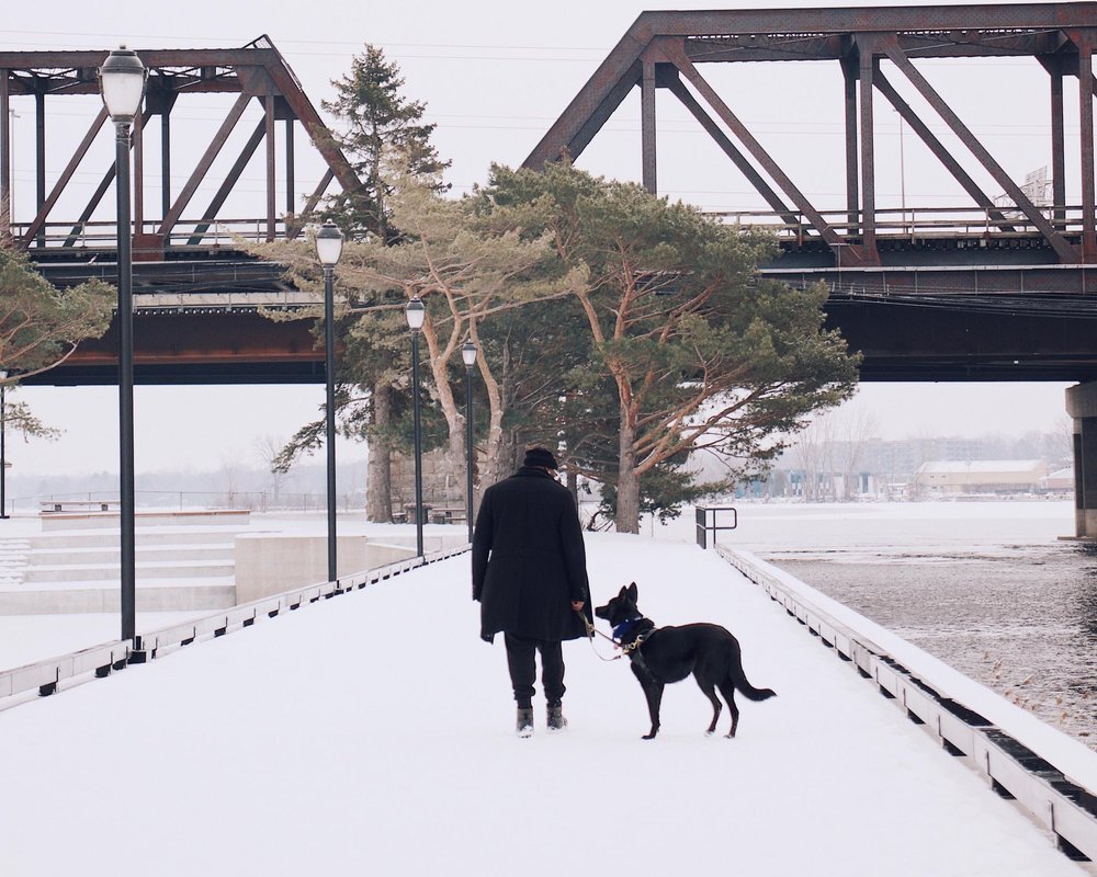 chien_sentier_randonnée_québec (3).jpg