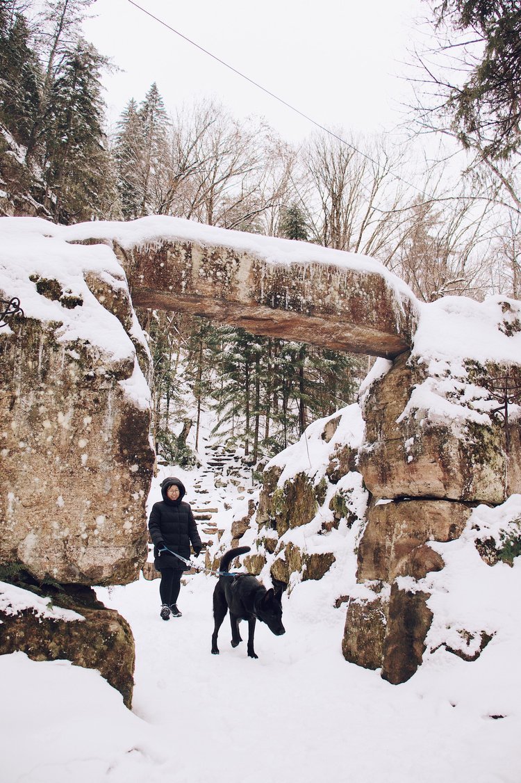 chien_sentier_randonnée_québec (4).jpg