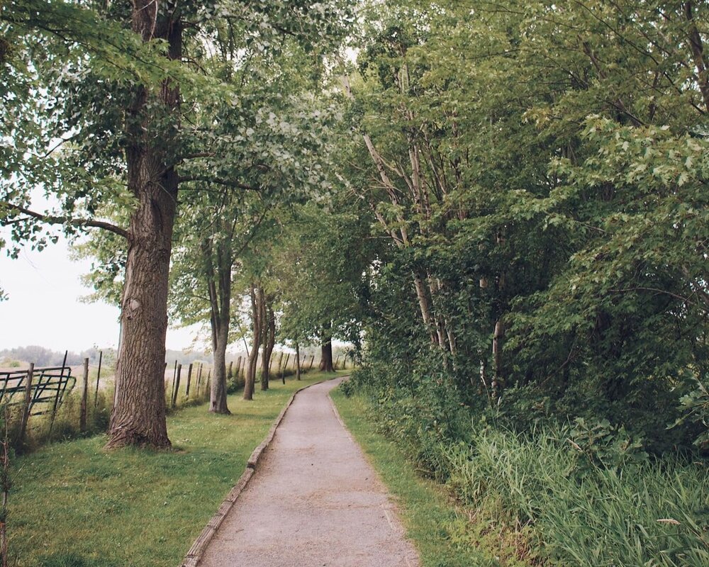 rando_québec_chien_sentier_onvasepromener (1).jpg