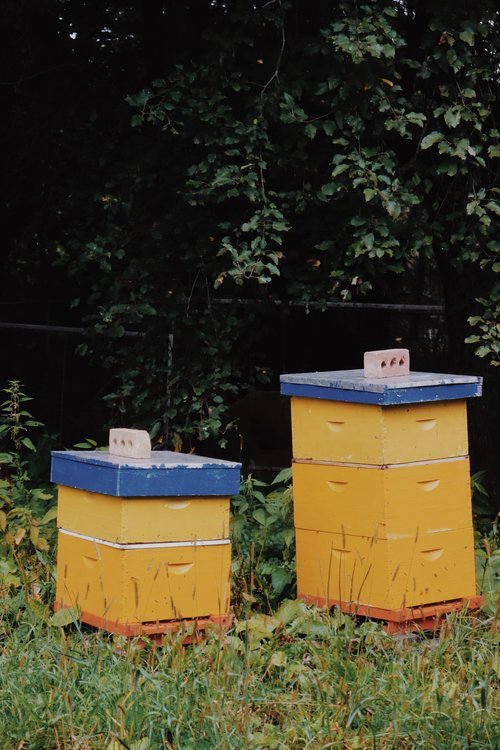 activités_québec_chien_jardin_agrotourisme_fermes_phare_histoire (36).jpg