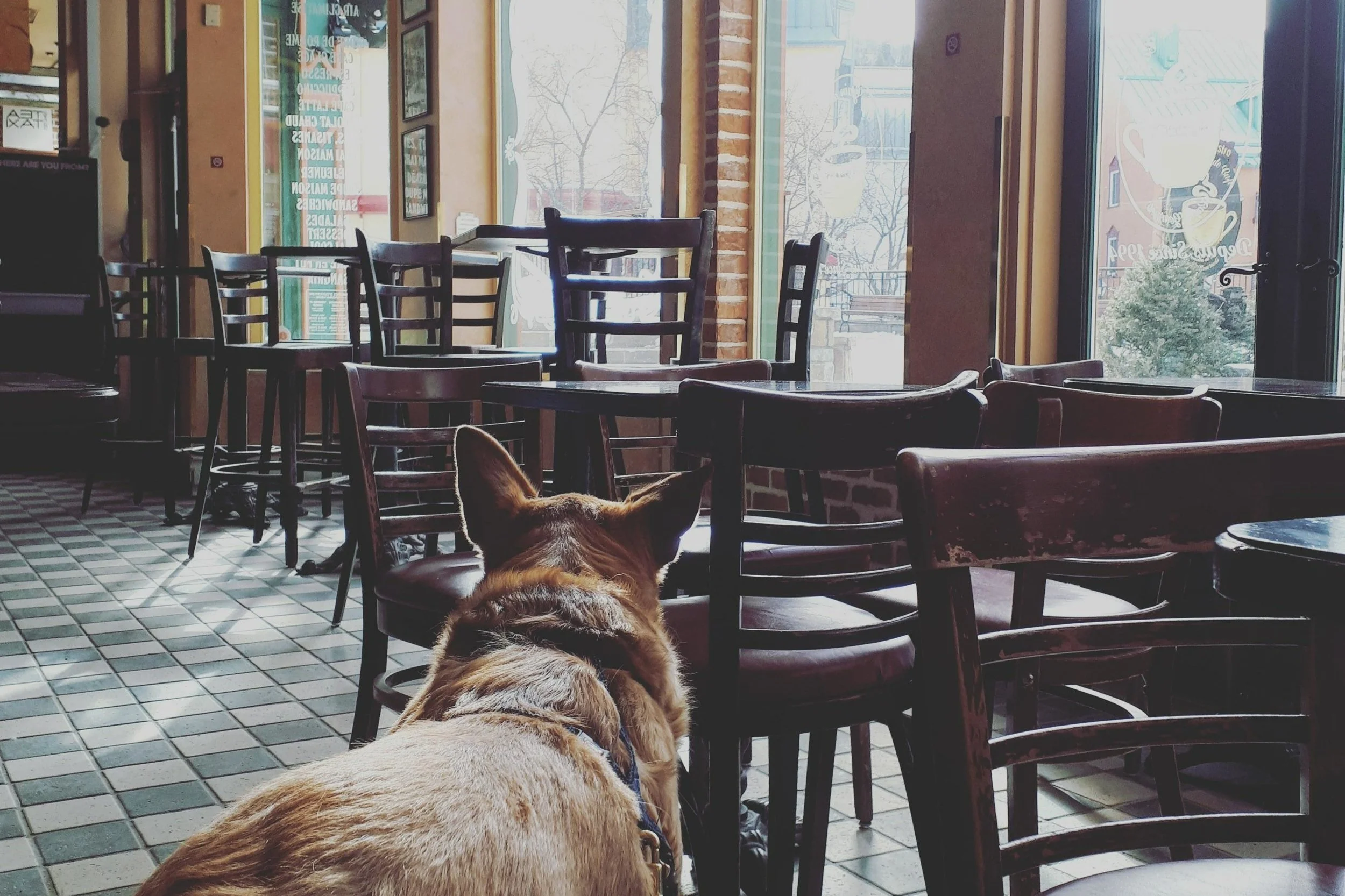 CHIENS INTERDITS [Laurentides, Tremblant] Au grain de café 