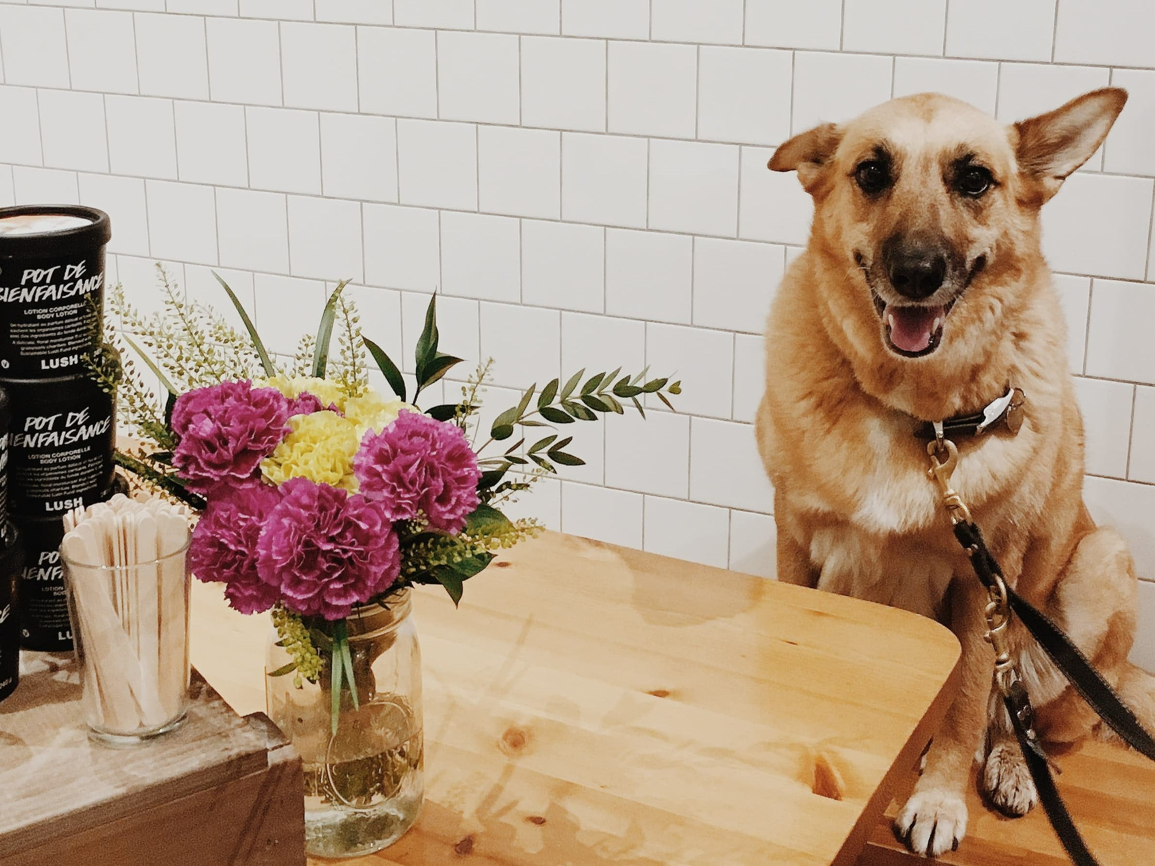 FERMÉ [Qc, Québec] Lush