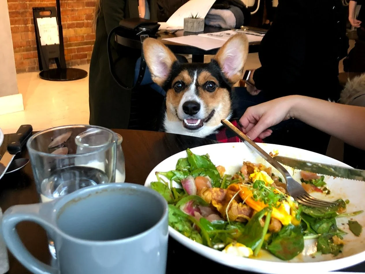 N’ACCEPTE PLUS LES CHIEN DEPUIS 2022 [Montréal, Sud-Ouest] Barley - bar à céréales