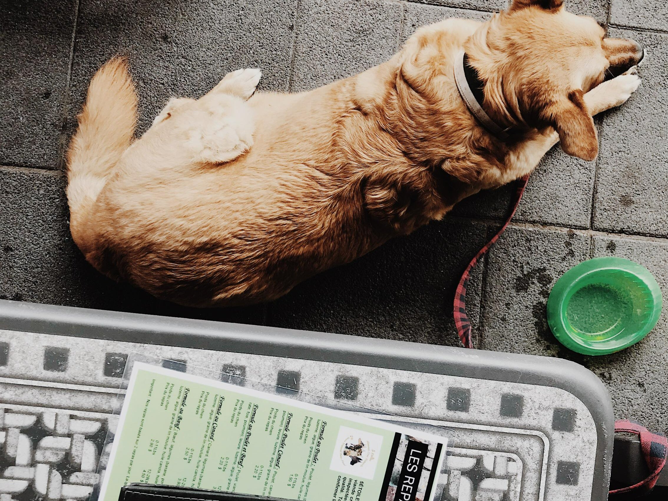 FERMÉ DEPUIS NOVEMBRE 2022 [Montérégie, Brossard] Hot Dog &amp; Cie