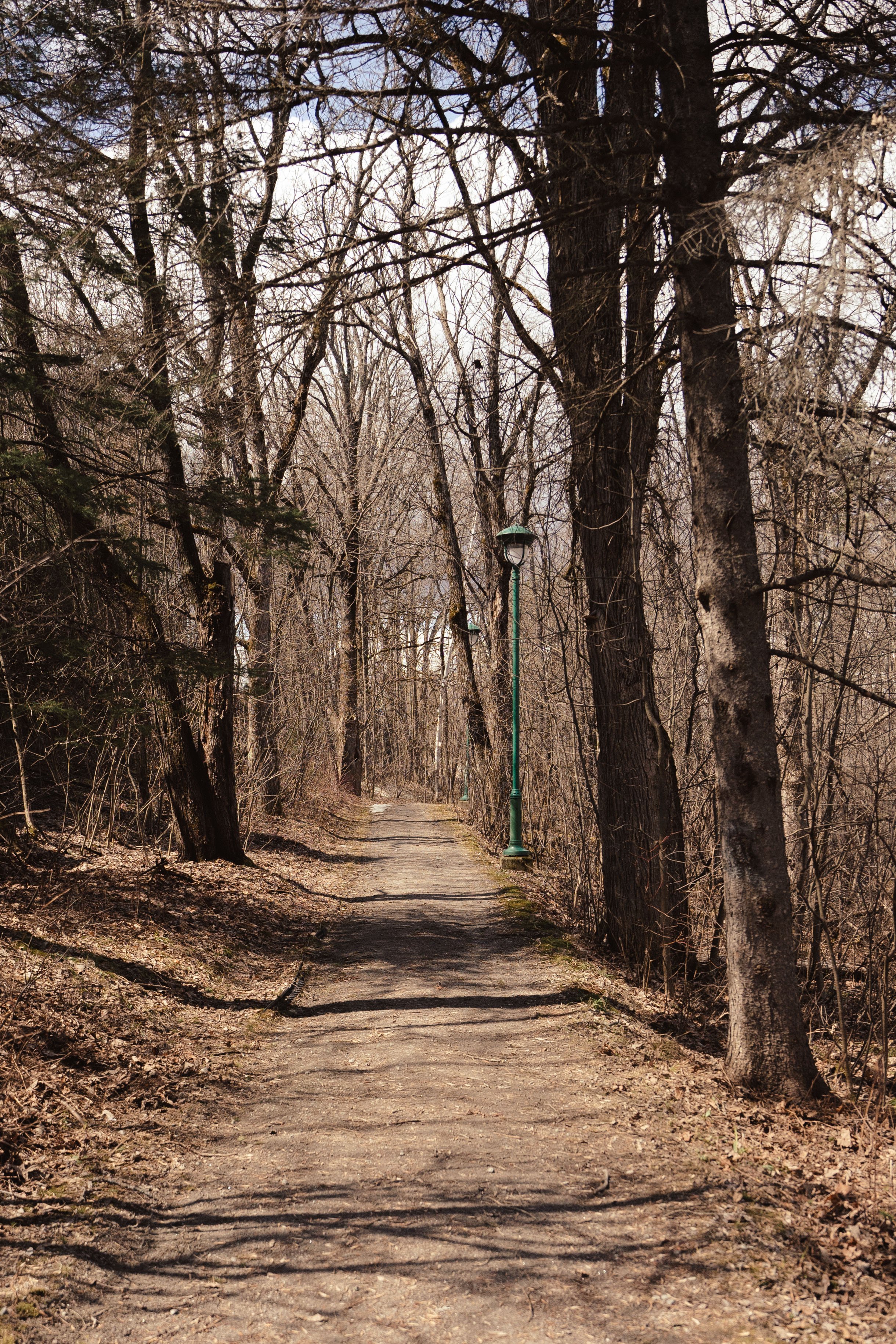 onvasepromener_montlaurier_chien_laurentides (4).jpg