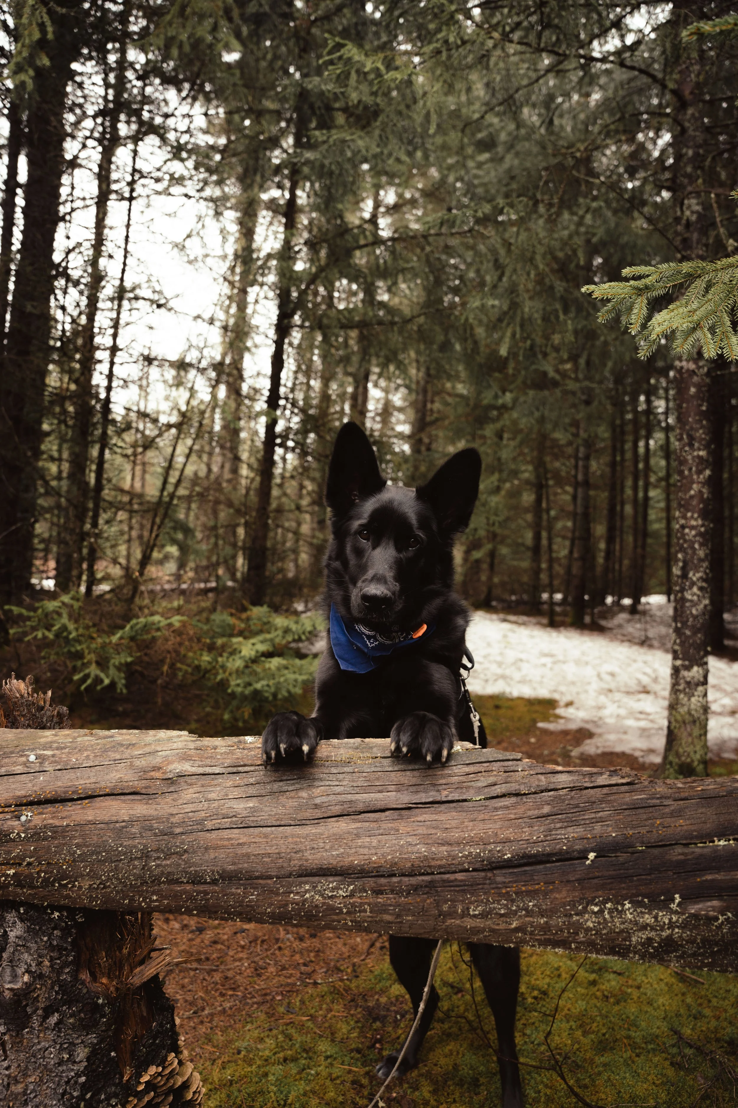 [Laurentides, L'Ascension] Parc de la source — On va se promener?