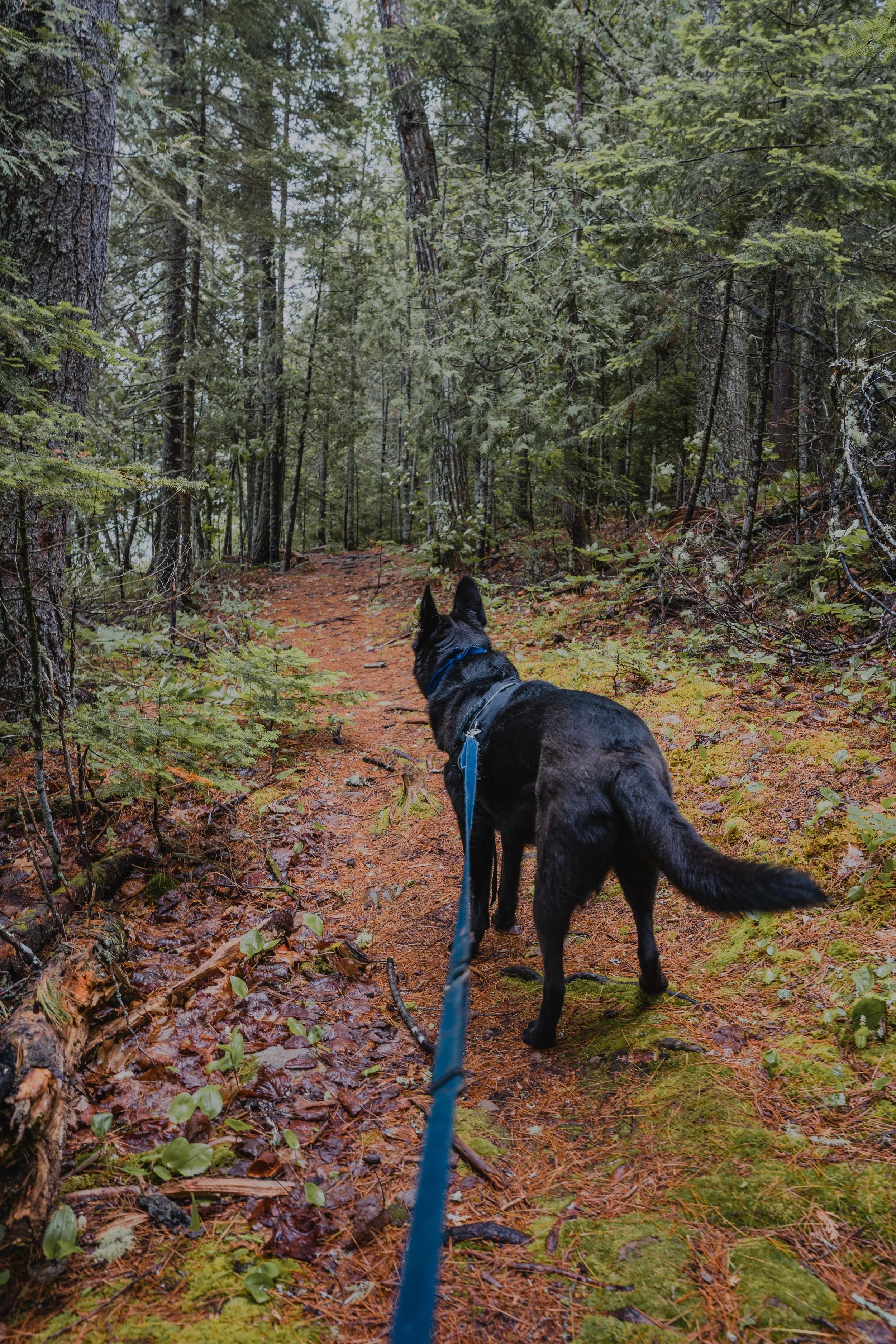 chien-Nouveau-brunswick_roadtrip_reserve_conifere_wickham (7).jpg
